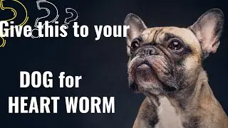 Cheapest heart worm medicine 🐕 @Karenscorsosplus #canecorsolovers #videos