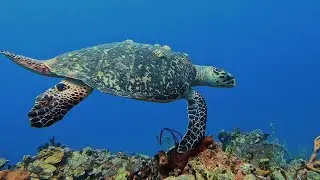 This Was Supposed to Be a Normal Dive 