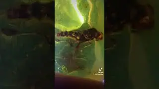Extinct Ogcodes Exotica 