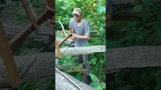 喜欢丛林探险的波利西亚，就地取材搭建了他今天的临时庇护所