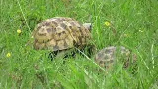 Eastern Hinge Tortoise, Kinixys z. zombensis, Lake St Lucia, South Africa, 28 Nov 2022