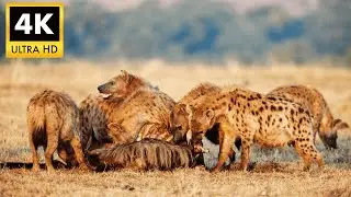 HYENA 4K HDR - The Laughing Predator of Africa | Incredible Cinematic Nature Display