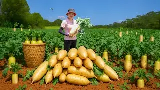 100 Days of Harvesting Sugar Beet Go To Market Sell | Thu Harvest Daily Life