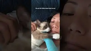 Cat Who Nobody Wanted Becomes The Best Foster Uncle | The Dodo