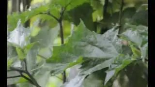 Datura