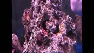 Feeding my Anemone