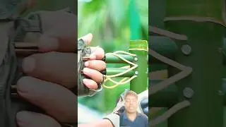 DIY Selim Zone Bamboo Slingshots with Two Bamboo Stick Craft 🌿 | #shorts #selimzone
