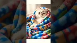 cute cat status #ai #aishorts #status #edit #cutecat #cat #catshorts #aww #animotion #shorts #new