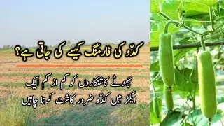 Kaddu Farming | How to Grow Pumpkin  (کدّو ) | Kaddu ke kasht kesy ke jati hy