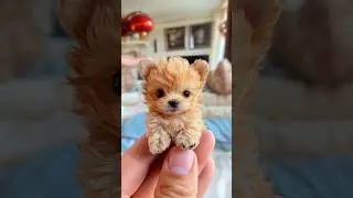 Милый миниатюрный щенок 2