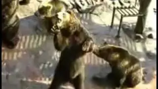 Bears get food by acting like humans