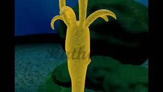 Reproduction of Hydra, Detailed animation video for children's