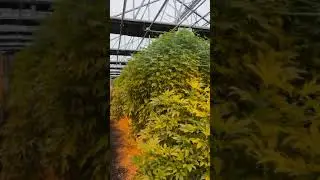 Boost Your Plant Growth with our High-Quality Full Blackout Cannabis Greenhouse!