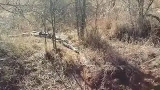 African Rock Python mating