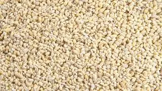 Rotation of a pearl barley (background)