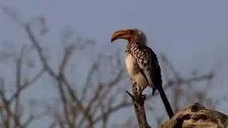 Ostrich vs predators