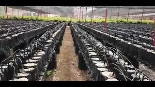 Avocado Nursery Management
