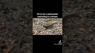 No school, no work. Just salamander. #mountains #nc #salamander #amphibians #herping #cuteanimals