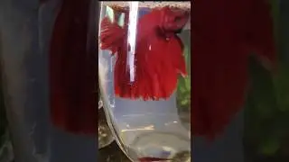 Why Water Surface Agitation Matters 🌊💨 | Save Your Fish! #happyfinsandnature