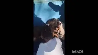 Formiga Louca