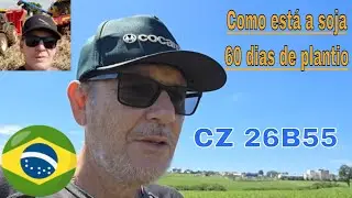 Como está a Soja após 60 dias de plantio na região norte do Paraná. Variedade CZ 26B55 BASF.