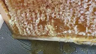 Here's what real honey looks like! Straight from the bee hive!