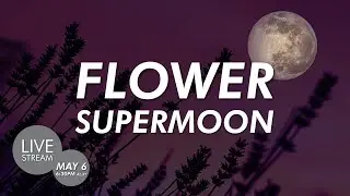 Flower Supermoon 2020 | Super Flower Moon Livestream