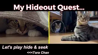 My hideout quest. Tora chan space. #catvideos