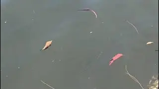 Bobbin Head Ku-ring-gai Chase National Park