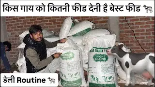 किस गाय को कितनी फीड देनी है बेस्ट फीड 💯🐄 डेली Routine 🐄 #vlog #viralvideos 