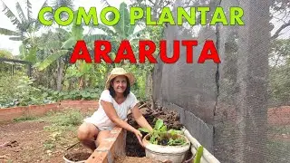 Araruta. Quem conhece?