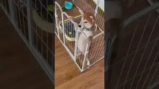 Dog pee. #funny #pets