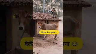 वेलेंटाइन डे का सूचना #funny #shilpisaroja #thetharpuns #comedy