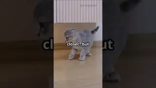 The Playful Cat's Car Adventure! #cat #funny