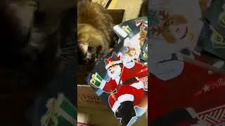 最高のクリスマスカードをネットプリントできます！！！🐆🐱✨ You can print the best Christmas cards online!!! #cat #猫 #shorts