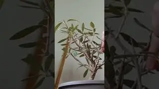 Shaping olive bonsai material #bonsai #bonsaimaterial #olivetree #shorts