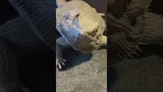🐉 Bearded Dragon Eats BUGS 🐛 | @ChuckNorrizBeardedDragons | #shorts #stayrad | 4K 2022 let's go