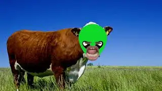 Cow video cow sound 🐂🐄 #sarbathrecipe  #cow
