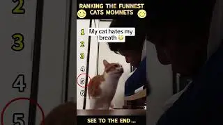 Part 41 #funny #cat#ExplorePage