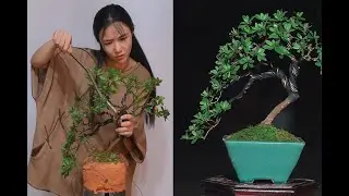 내 분재 정원을 방문하는 하루 #bonsai #bonsailife #분재 #garden 