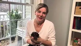 Meet Our Stunning 3-Week-Old Schnoodle Puppies!