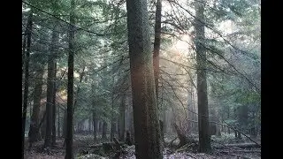 Cook Forest State Park
