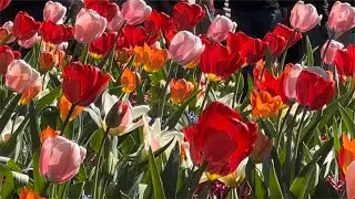 🇳🇱 Keukenhof 2025 | Reality Film| Royal Flower Garden, biggest in Europe | 7 mill of flowers, 32 ha
