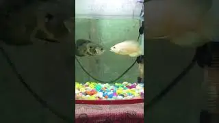 Baby Oscar fight with each other 😱 #shorts #viralshorts #aquarium #fish #oscar