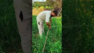 आज करेंगे सिचाई 🌊✅#minivlog #desivlog #explorepage #nature #youtubeshorts #villagevlog #vlog