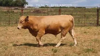 ANGELLS 6M08