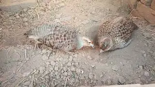partridge birds breading irani teetar ki masti