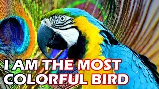 Most Colorful Birds in the World - World in Colors