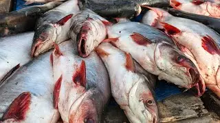 UNBELIEVABLE! 🔥 Fastest Fish Cutting Skills on Earth!#FastestFishCutting#AmazingCutKnif#ViralShorts