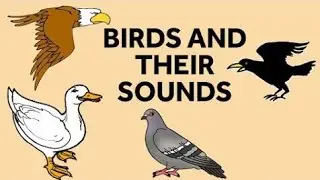 Birds name and sound learn.. Part 3 TunTun TV